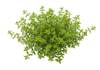 Obraz premium Isolated lemon thyme plant in the sun showcasing freshness, purity and clean eating concept