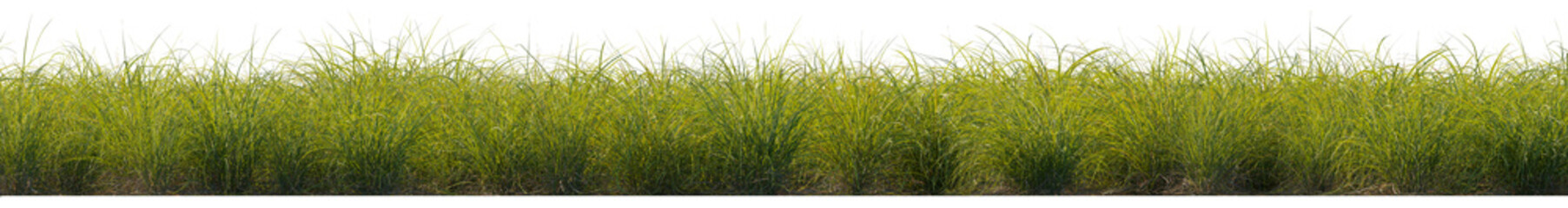 Green Grass collection cutout set isolated png on a transparent background premium nature asset