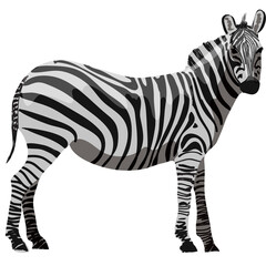 Illustration Of A Pregnant Zebra Standing In Profile With Black And White Stripes On A Transparent White Background Realistic Style African Wildlife Mammal