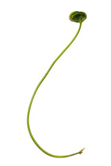 Curly green sprout with a nascent leaf against a black background