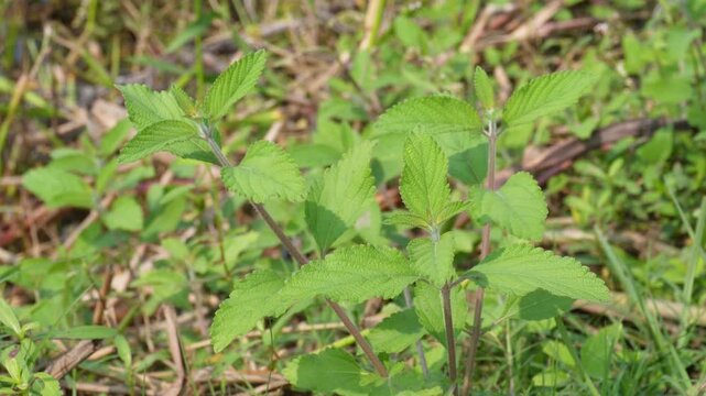 Lippia alba plants also known Bushy Matgrass, Bushy Lippia, Hierba Negra, Pitiona, or lemon balm. 
