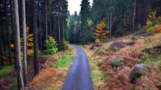 woodland trail adventure, secluded trail through colorful forest during fall season exploration