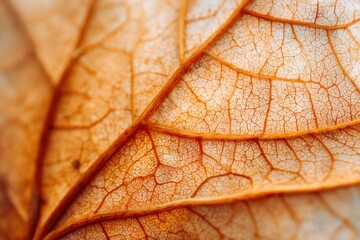 Close-up of a dry leaf showing intricate network of orange veins.