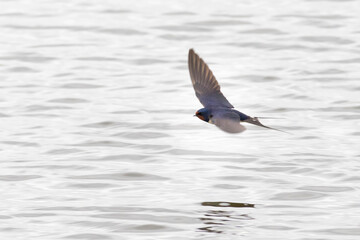swallow flying near the water