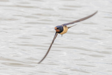swallow flying near the water
