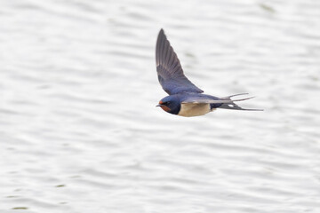 swallow flying near the water