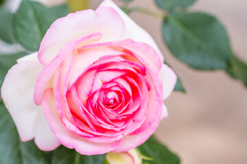 ピンク色の薔薇