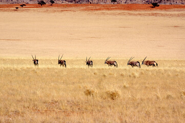 oryx en namibie