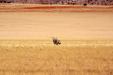 oryx en namibie