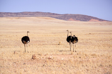 Autruche en namibie