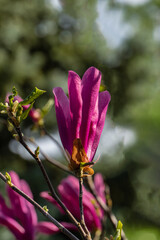 Close-up of vibrant pink Magnolia Susan (Magnolia liliiflora or Magnolia stellata) flower buds beginning to bloom on tree branch, with softly blurred green background. Nature concept for design
