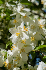 Jasmine flowers Philadelphus lewisii on bush with black background in garden. close-up. Selective focus. Amazingly natural composition. Natural flower landscape, fresh wallpaper