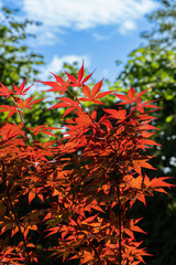 Japanese maple (Acer Palmatum) with bright orange leaves and bright red heart grows on  bank of garden pond. Surrounding it is lush green plants and against backdrop of tall trees is blue sky.