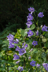 Violet-blue flowers of Campanula persicifolia (peach-leaved bellflower) bloom against soft backdrop of garden greenery. Green plants in background create natural and calming atmosphere.