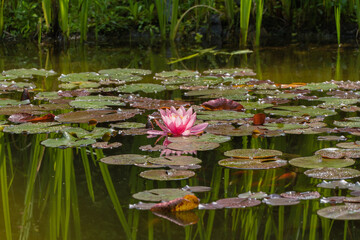Tranquil pond with pink water lily Perry's Orange Sunset blooming amidst green lily pads. Water reflects surrounding reeds and rocks, creating serene natural scene. Nature concept for design.