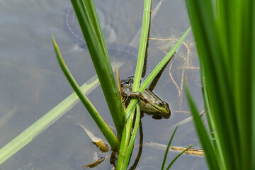 Frog is clinging to green reeds at water's edge, blending in with its natural wetland habitat. Grass snake (Natrix natrix Persa), also known as ringed grass snake, has grabbed frog by hind leg.