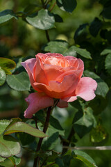 Delicate peach-colored rose in full bloom, surrounded by lush green leaves, basking in soft natural light.Selective focus. Nature concept for design
