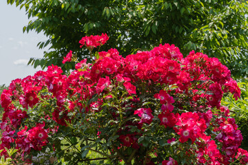 Vibrant cluster of deep red roses Dortmund Roses in full bloom, surrounded by lush green foliage, creating striking contrast in sunlit garden. Selective focus. Nature concept for design.