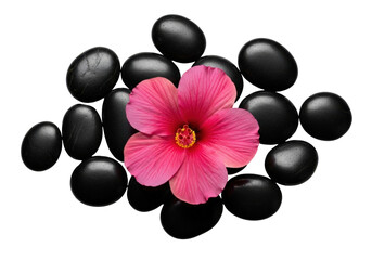 Pink hibiscus flower on black stones