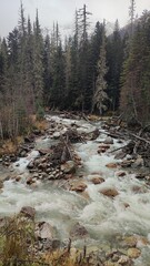 stream in the forest