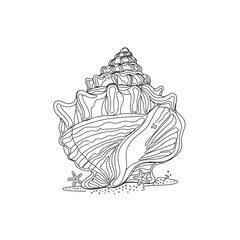 Detailed line drawing of a large ornate seashell on a white background