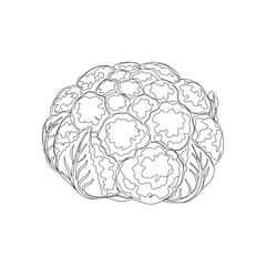 Detailed line drawing of a single raspberry on a white background