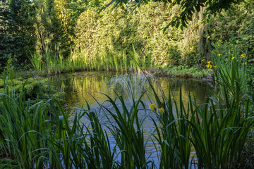 Serene natural pond surrounded by lush greenery, tall grasses and vibrant yellow flowers iris pseudacorus (yellow flag, yellow iris) with dense trees in background reflecting on the calm water.