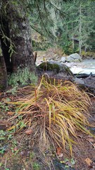 grass in the fall woods