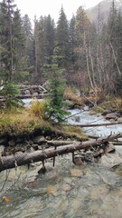 stream in the forest