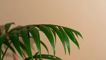Palm plant leaf on a pink background
2
