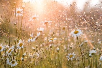 A field of daisies, illuminated by the setting sun, with a beautiful bokeh effect from the dewdrops. A beautiful, summery natural backdrop.