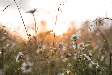A field of daisies, illuminated by the setting sun, with a beautiful bokeh effect from the dewdrops. A beautiful, summery natural backdrop.