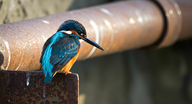 A vibrant kingfisher perches on a rusty metal ledge its beak pointed down near a large blurred pipe