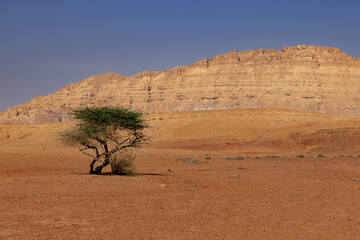 Lonely Tree in the Negev Desert, Israel.
