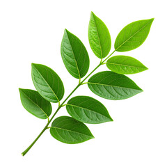 Vibrant Leafy Branch: A close-up shot of a vibrant green branch, showcasing the intricate details of nature's design. The verdant leaves radiate freshness and vitality.