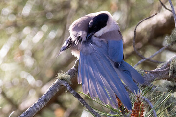 Cyanopica cooki, a garden bird