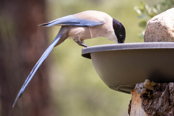Cyanopica cooki, a garden bird