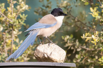 Cyanopica cooki, a garden bird