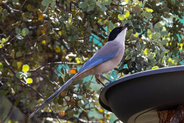 Cyanopica cooki, a garden bird