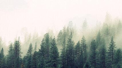 Fog in a mountain forest