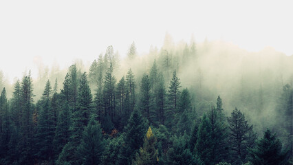 Fog in a mountain forest
