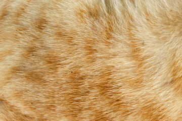 orange striped cat fur texture