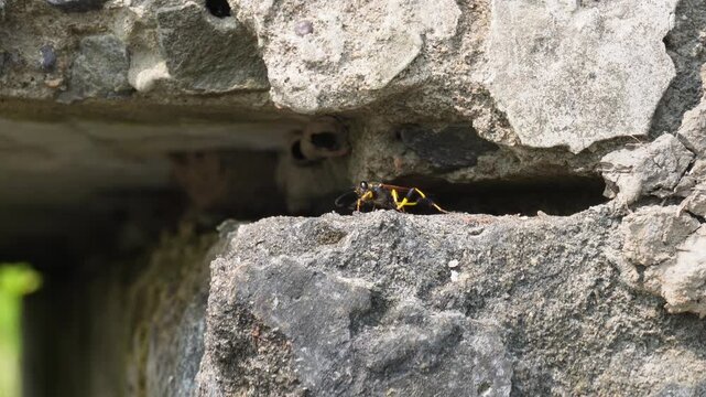 black and yellow mud dauber wasp Sceliphron caementarium in a rock crevice