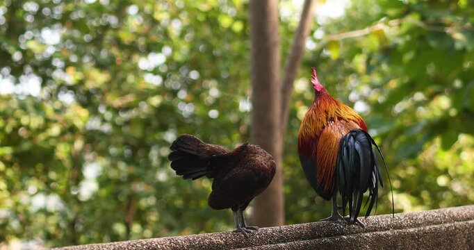 Colorful rooster and hen standing together on a concrete fence in a sunlit tropical setting. The natural background and soft light emphasize their feathers and calm rural atmosphere.