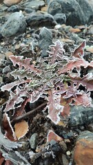 close up of  grass in frost