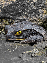 Wise Toad Amongst Rocks: An arresting macro shot of a solitary toad, perched amongst textured rocks, gazing with intensity. The textured skin and vibrant eye offers a mesmerizing view into the wild