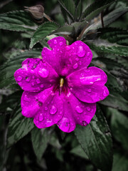 Blossoming Brilliance: A close-up reveals a radiant, dew-kissed pink flower, its delicate petals beautifully contrasting against lush, verdant leaves.