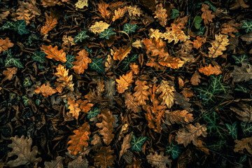 autumn leaves background