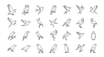 Collection of monochrome vector line drawings of different bird species, ornithology themed illustration isolated on a white background