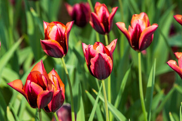 Tulips, Sea Side Park, Japan, Asia 